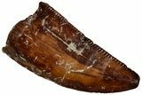 Serrated Raptor Tooth - Real Dinosaur Tooth #300944-1